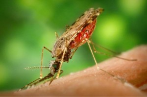 Microcefalia y virus del Zika
