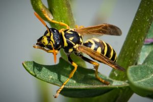 ¿Qué hacer cuando te pica una avispa?