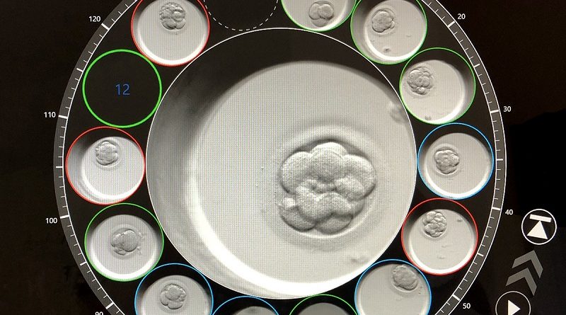 Embrión en día 3 visto a través del incubador Time-Lapse